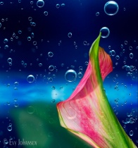 March 2015 Photo Contest 2nd Place Prize Winner