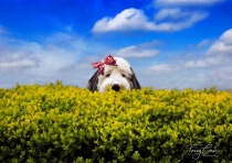 March 2019 Photo Contest 2nd Place Prize Winner
