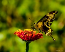 February 2019 Photo Contest 2nd Place Prize Winner
