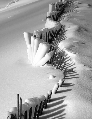 Photo Contest 1st Place Prize Winner