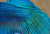 March 2017 Photo Contest 2nd Place Prize Winner