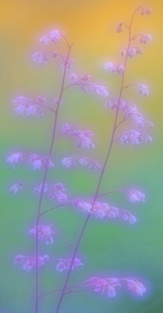 Photo Contest 1st Place Prize Winner
