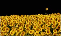August 2004 Photo Contest 2nd Place Prize Winner