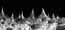 December 2018 Photo Contest 2nd Place Prize Winner
