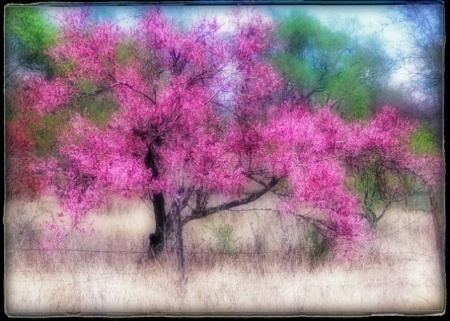 Photo Contest 1st Place Prize Winner