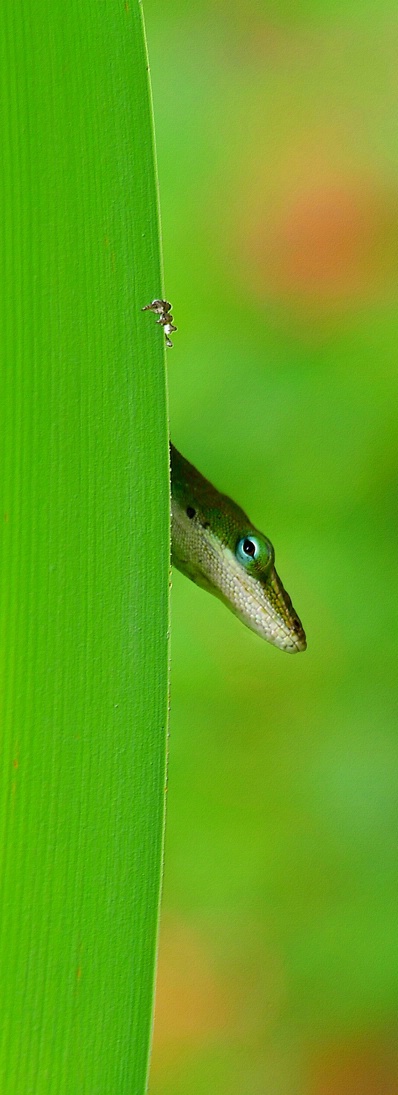 Photography Contest Grand Prize Winner - Peek-a-boo!