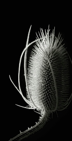 Photo Contest 1st Place Prize Winner