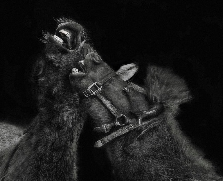 Photo Contest 1st Place Prize Winner