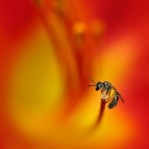 March 2009 Photo Contest 2nd Place Prize Winner