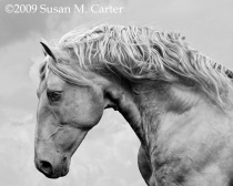 June 2009 Photo Contest 2nd Place Prize Winner