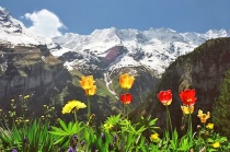 June 2011 Photo Contest 2nd Place Prize Winner