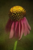 August 2009 Photo Contest 2nd Place Prize Winner
