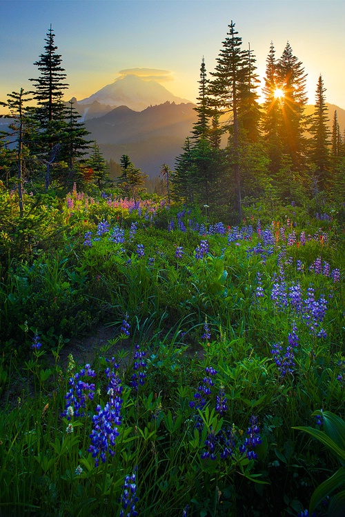 Photography Contest Grand Prize Winner - Mount Rainier Sunburst