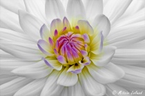 September 2009 Photo Contest 2nd Place Prize Winner
