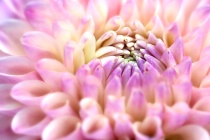 November 2011 Photo Contest 2nd Place Prize Winner