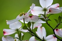 March 2011 Photo Contest 2nd Place Prize Winner