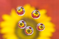 January 2012 Photo Contest 2nd Place Prize Winner