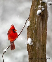 December 2009 Photo Contest 2nd Place Prize Winner