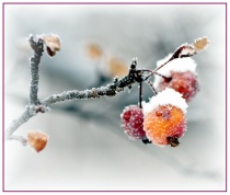 December 2009 Photo Contest 2nd Place Prize Winner