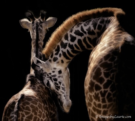 Photo Contest 1st Place Prize Winner
