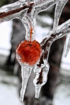February 2011 Photo Contest 2nd Place Prize Winner