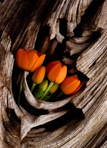 February 2010 Photo Contest 2nd Place Prize Winner