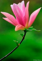 April 2013 Photo Contest 2nd Place Prize Winner