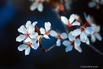 March 2010 Photo Contest 2nd Place Prize Winner