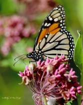 April 2010 Photo Contest 2nd Place Prize Winner