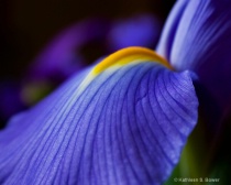 April 2010 Photo Contest 2nd Place Prize Winner