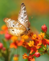December 2012 Photo Contest 2nd Place Prize Winner