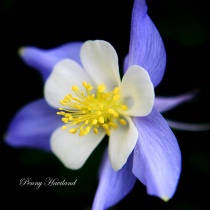 June 2010 Photo Contest 2nd Place Prize Winner