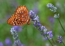 September 2010 Photo Contest 2nd Place Prize Winner