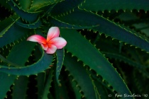 June 2010 Photo Contest 2nd Place Prize Winner