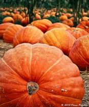 September 2012 Photo Contest 2nd Place Prize Winner