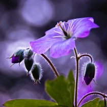 November 2010 Photo Contest 2nd Place Prize Winner