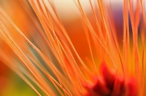 November 2010 Photo Contest 2nd Place Prize Winner