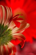 November 2010 Photo Contest 2nd Place Prize Winner