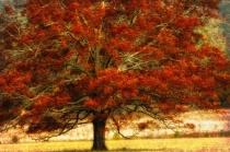 October 2015 Photo Contest 2nd Place Prize Winner