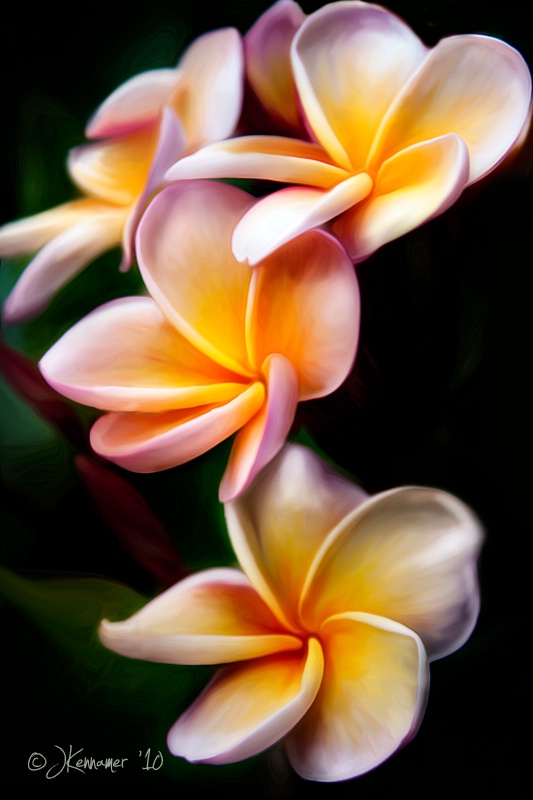 Photography Contest Grand Prize Winner - Plumeria
