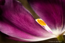 March 2011 Photo Contest 2nd Place Prize Winner