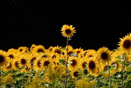 Photo Contest 1st Place Prize Winner