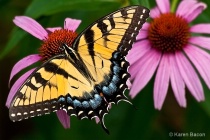 March 2011 Photo Contest 2nd Place Prize Winner