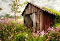 March 2011 Photo Contest 2nd Place Prize Winner