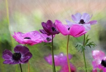 March 2011 Photo Contest 2nd Place Prize Winner