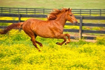 March 2011 Photo Contest 2nd Place Prize Winner