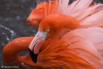 March 2011 Photo Contest 2nd Place Prize Winner