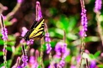 April 2011 Photo Contest 2nd Place Prize Winner