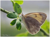 June 2011 Photo Contest 2nd Place Prize Winner
