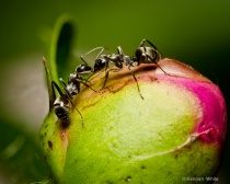 June 2011 Photo Contest 2nd Place Prize Winner